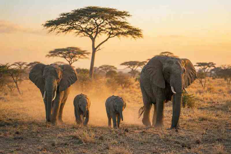 Elephants crossing a grassland representing family and documentary programmes